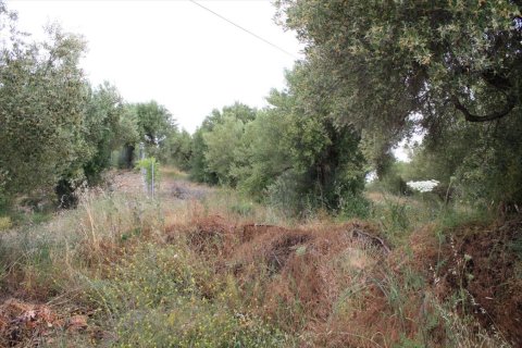 6000m² Land in Chalkidiki, Greece No. 58761 12