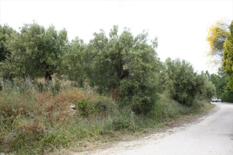 6000m² Land in Chalkidiki, Greece No. 58761 10