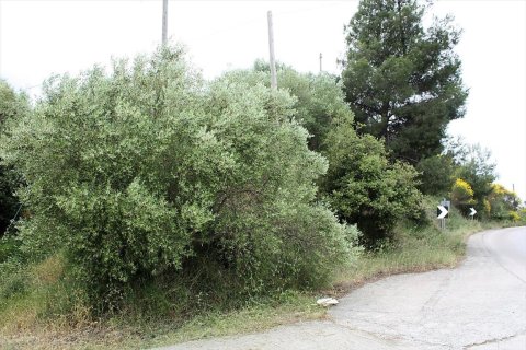 6000m² Land in Chalkidiki, Greece No. 58761 3