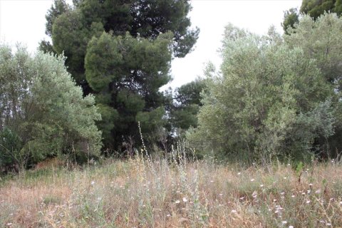 6000m² Land en Chalkidiki, Greece No. 58761 6