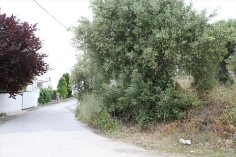 6000m² Land en Chalkidiki, Greece No. 58761 11