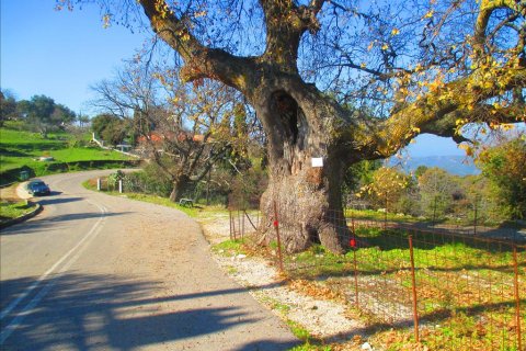 2200m² Land à Avlonas, Greece No. 58294 13