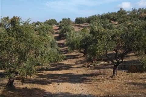 38000m² Land in Euboea, Greece No. 56676 5