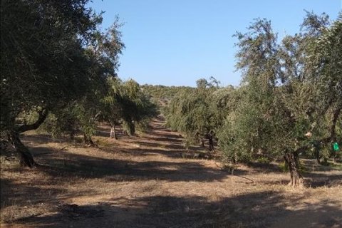 38000m² Land en Euboea, Greece No. 56676 6