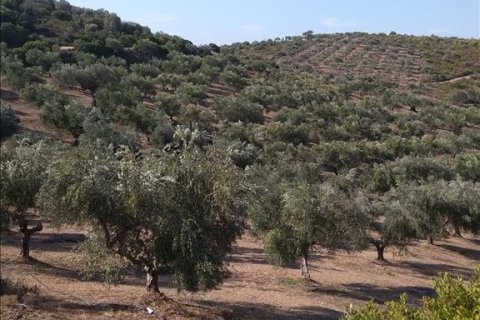 38000m² Land à Euboea, Greece No. 56676 2