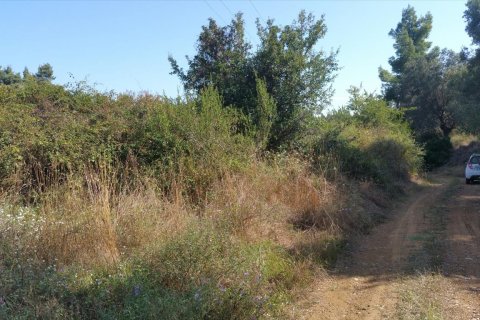 9000m² Land in Chalkidiki, Greece No. 57983 4