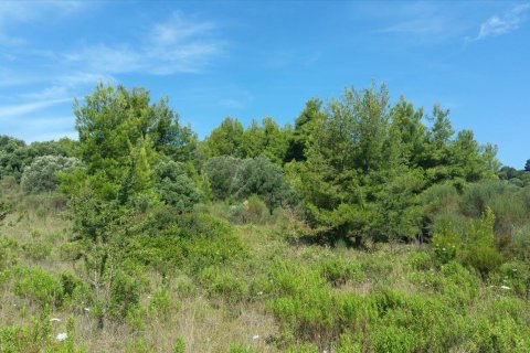 9000m² Land en Chalkidiki, Greece No. 57983 3