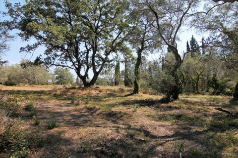 20700m² Land en Corfu, Greece No. 57900 12