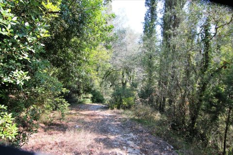 20700m² Land en Corfu, Greece No. 57900 4