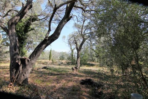 20700m² Land en Corfu, Greece No. 57900 9