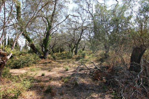 20700m² Land en Corfu, Greece No. 57900 15