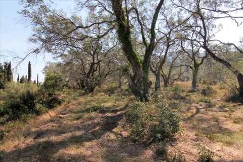 20700m² Land in Corfu, Greece No. 57900 16