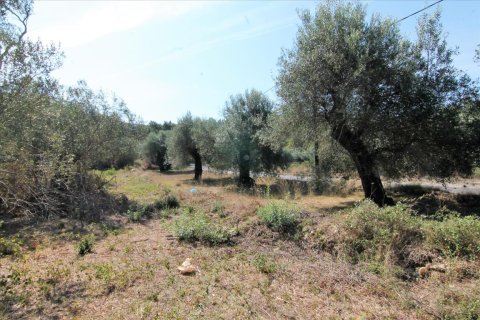 20700m² Land en Corfu, Greece No. 57900 18