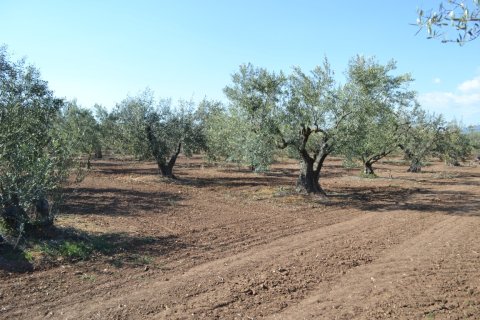 5000m² Land in Chalkidiki, Greece No. 58180 1