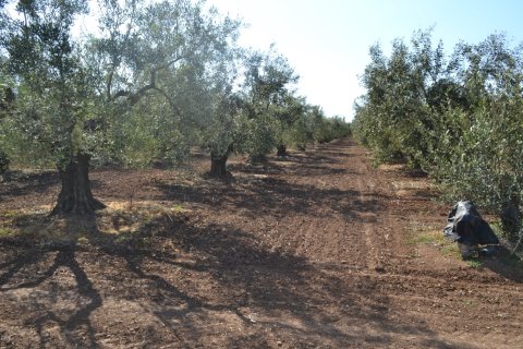 5000m² Land in Chalkidiki, Greece No. 58180 2