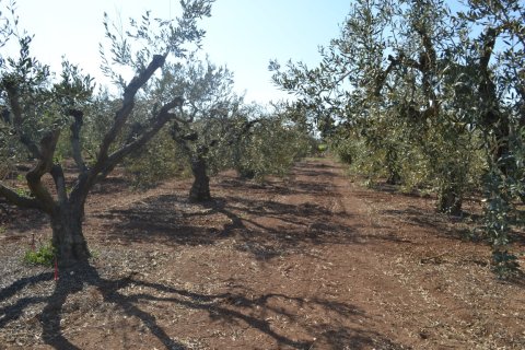 5000m² Land in Chalkidiki, Greece No. 58180 3