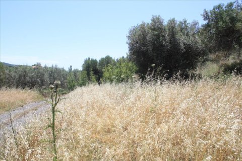 2000m² Land en Chalkidiki, Greece No. 59090 4