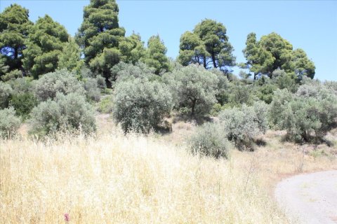 2000m² Land en Chalkidiki, Greece No. 59090 3