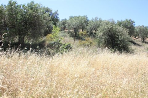 2000m² Land in Chalkidiki, Greece No. 59090 5