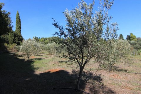 27750m² Land in Corfu, Greece No. 57842 15