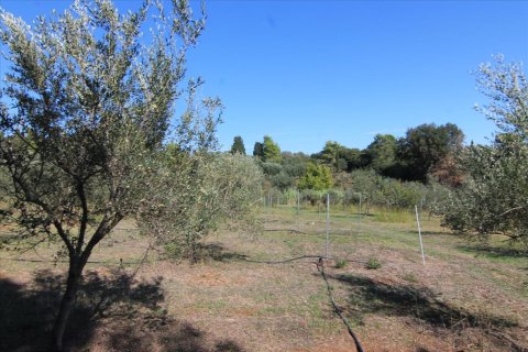 27750m² Land à Corfu, Greece No. 57842 16