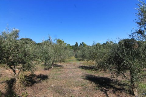 27750m² Land à Corfu, Greece No. 57842 29