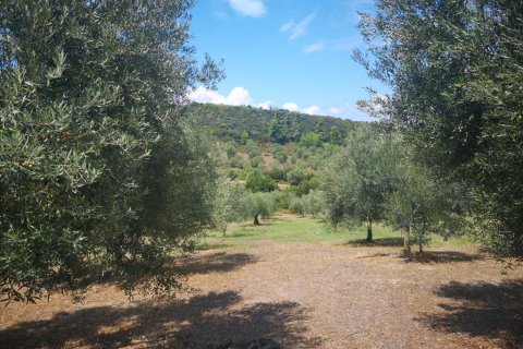 3 chambres House à Chalkidiki, Greece No. 57128 13