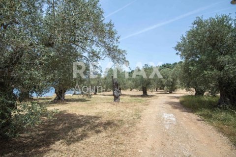 5344m² Land in Magnesia, Greece No. 24288 24