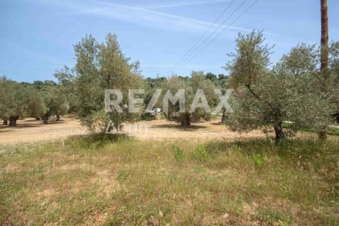 5344m² Land en Magnesia, Greece No. 24288 22