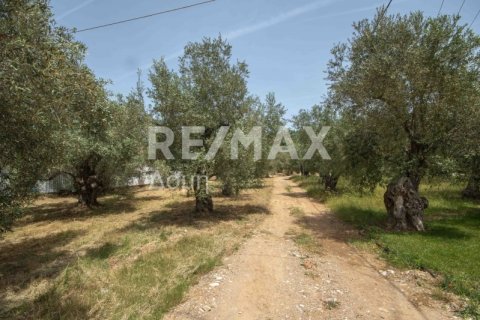 5344m² Land en Magnesia, Greece No. 24288 23