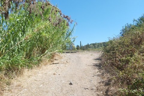 60000m² Land in Corfu, Greece No. 55868 14