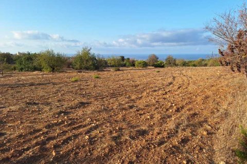 5450m² Land in Tala, Cyprus No. 66041 3