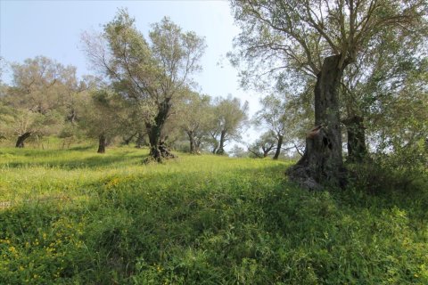 5083m² Land in Corfu, Greece No. 58184 7