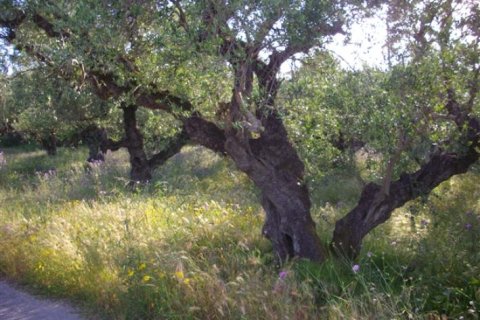 Land en Zakynthos, Greece No. 24570 7