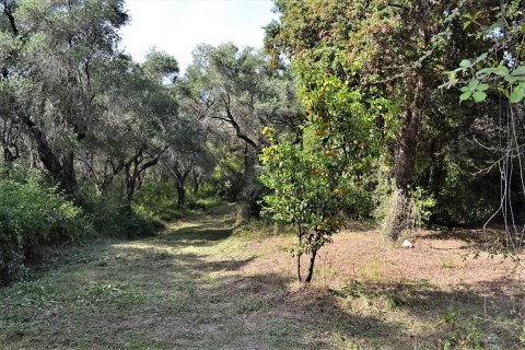 33000m² Land in Corfu, Greece No. 57210 17