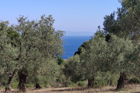 9000m² Land in Chalkidiki, Greece No. 56373 4