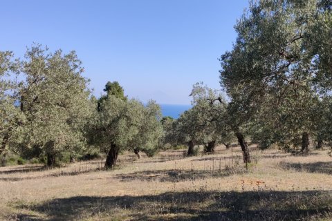 9000m² Land in Chalkidiki, Greece No. 56373 6