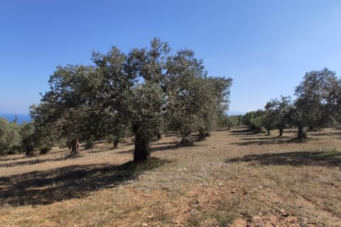 9000m² Land in Chalkidiki, Greece No. 56373 3