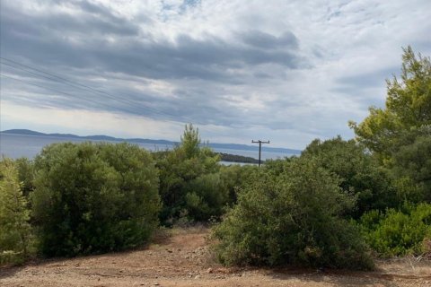 12458m² Land en Chalkidiki, Greece No. 56950 8