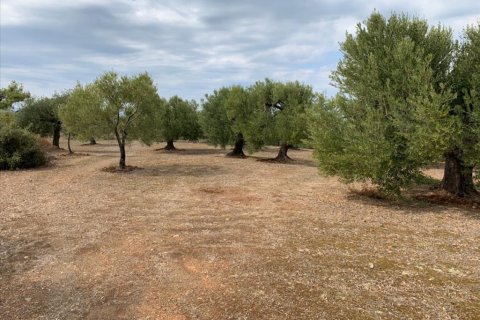 12458m² Land in Chalkidiki, Greece No. 56950 4