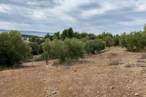 12458m² Land in Chalkidiki, Greece No. 56950 6