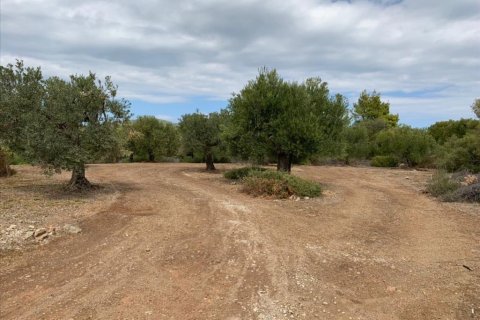 12458m² Land in Chalkidiki, Greece No. 56950 5