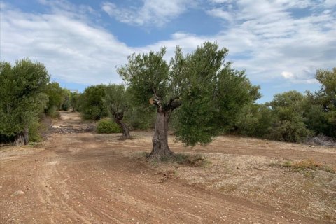 12458m² Land in Chalkidiki, Greece No. 56950 2