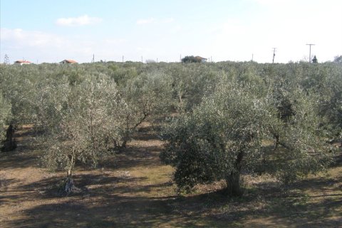 21350m² Land en Chalkidiki, Greece No. 56956 1