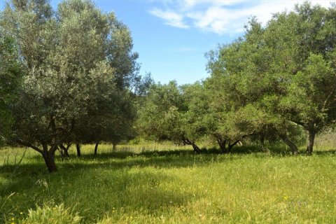 12044m² Land in Corfu, Greece No. 56951 5