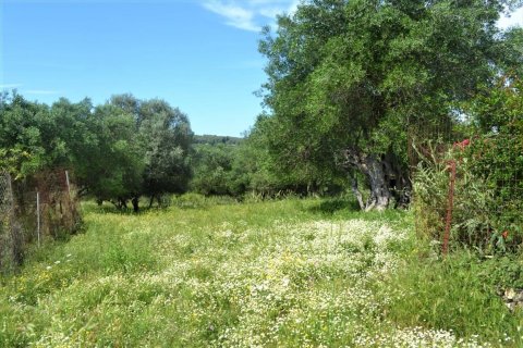 12044m² Land in Corfu, Greece No. 56951 7