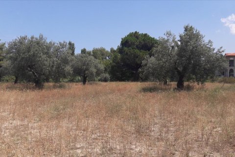 6013m² Land à Chalkidiki, Greece No. 58978 3