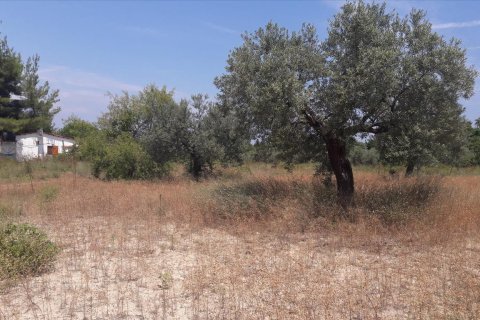 6013m² Land en Chalkidiki, Greece No. 58978 4