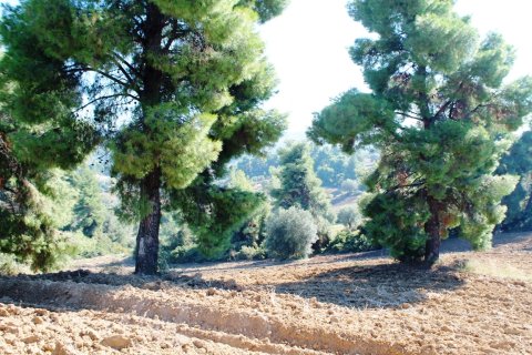 9500m² Land in Chalkidiki, Greece No. 58977 11