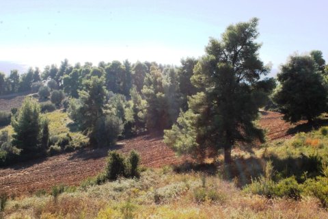 9500m² Land in Chalkidiki, Greece No. 58977 4